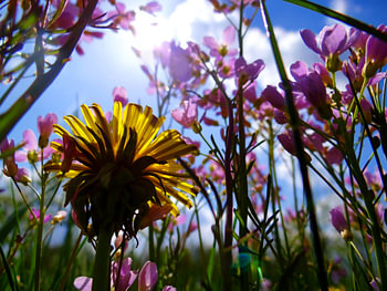 Paardenbloem in een zee van roze bloemen