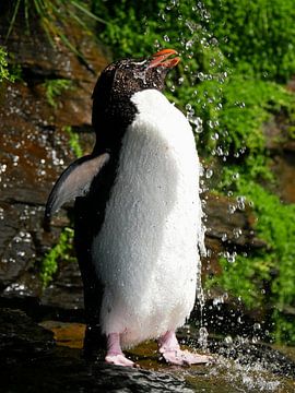 Showering Rockhopper Pinguin by Remco van Kampen