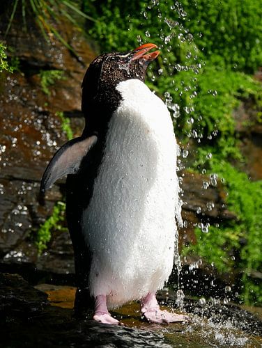 Showering Rockhopper Pinguin