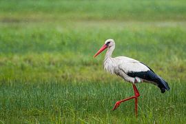 Wet White Stork by Ronald Zimmerman