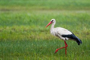 Wet White Stork by Ronald Zimmerman