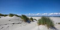 Overdag in de duinen
