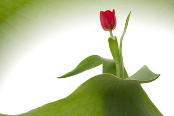 Tulipe dans une vague de feuilles vertes