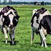 Black and white cows in the meadow by Hendrik-Jan Kornelis