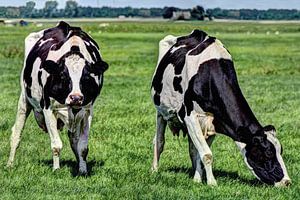 Schwarze und weiße Kühe auf der Wiese