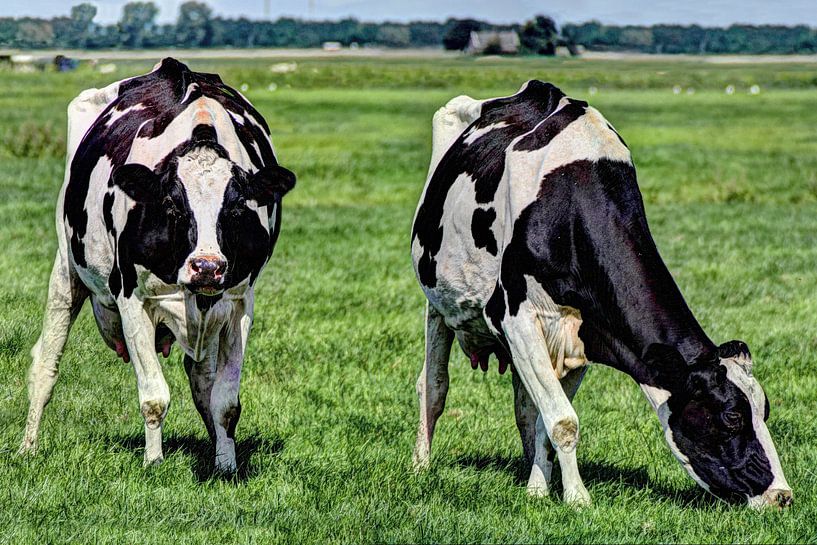 Zwartbont Koeien in de Weiland van Hendrik-Jan Kornelis