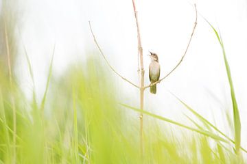 Snor in het groen van Danny Slijfer Natuurfotografie