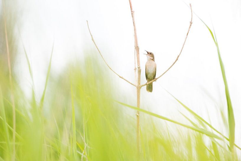 Savi's Warbler in green by Danny Slijfer Natuurfotografie