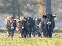 Tauros kudde in beweging