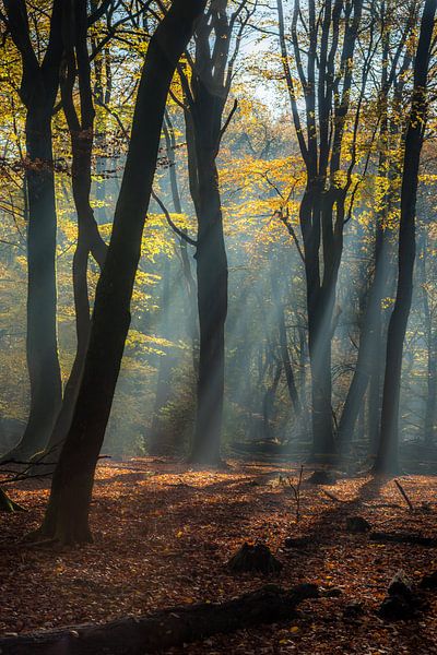 Forêt des contes de fées par Eelke Brandsma