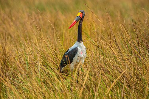 Portret van een Zadelbekooievaar