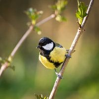 Great tit