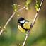Great tit