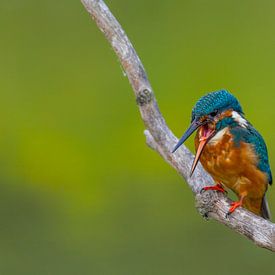 Young kingfisher van Ursula Di Chito