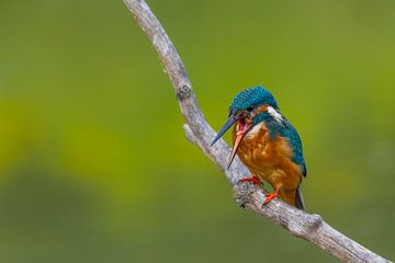 Young kingfisher van Ursula Di Chito