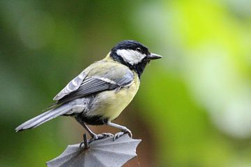 Koolmees - Vogels van Fotografie Sybrandy