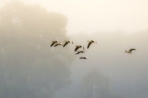 ganzen in de mist van jowan iven