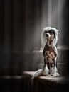 Chinese naakthond in Abdij van Nuelle Flipse thumbnail