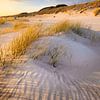 Warm evening light falls on the dune landscape on the coast at Westerschouwen on Schouwen-Duivenland by Bas Meelker