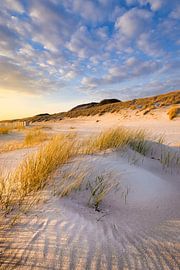 Warm evening light falls on the dune landscape on the coast at Westerschouwen on Schouwen-Duivenland