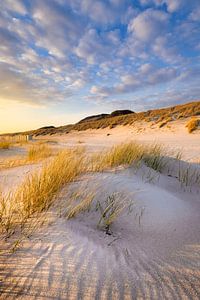 Warmes Abendlicht fällt auf die Dünenlandschaft an der Küste bei Westerschouwen auf Schouwen-Duivenl