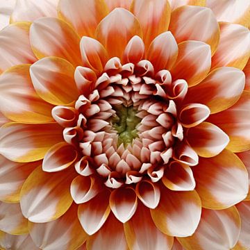 Dahlia 'Tangerine Dream sur Paul Heijmink