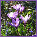 Frühlingsgruß, violette Krokusse von   Miniaturansicht