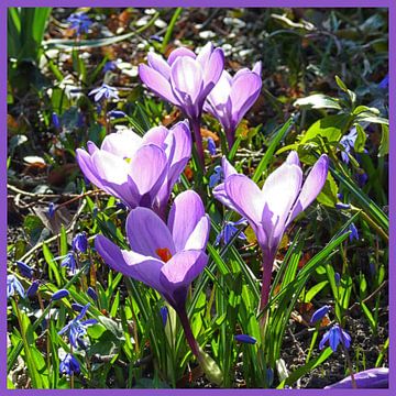 Frühlingsgruß, violette Krokusse