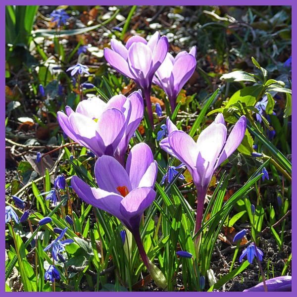 Frühlingsgruß, violette Krokusse von  