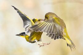 Groenlingen in vlucht van Erwin Goossens