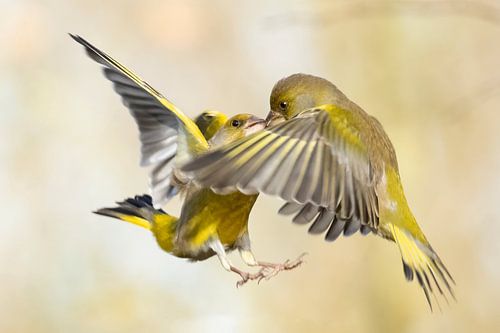 Les jeunes pousses en vol