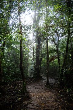 Midden in het oerwoud van costa rica