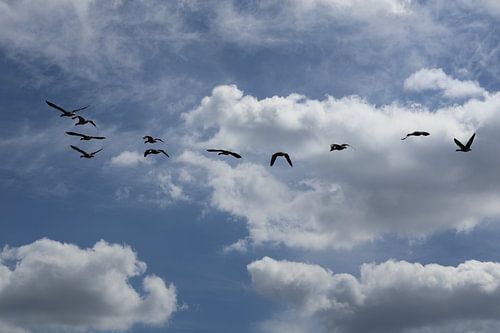 Birds in free flight