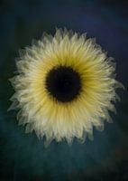 Tournesol