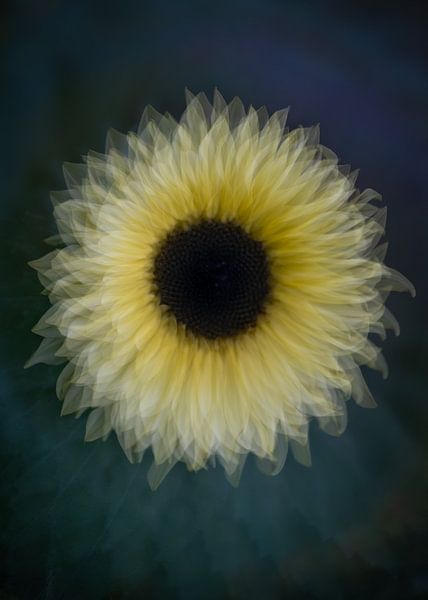 Sunflower by Christien van der Veen Fotografie
