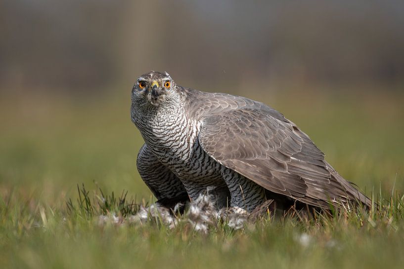 Autour des palombes dans la prairie avec une proie par Tanja van Beuningen