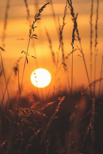 Sunrise over a meadow by Leny Silina Helmig