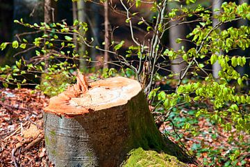 Un tronc d'arbre sur Christa Kramer