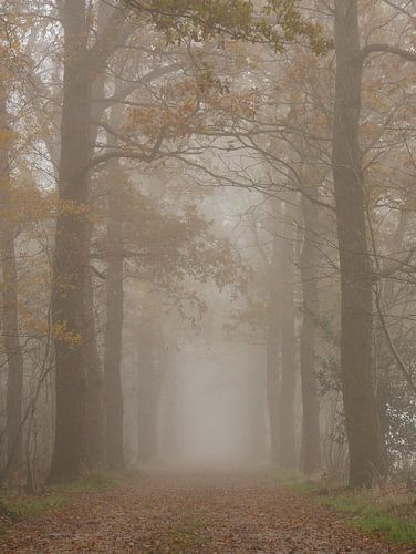 eikenlaan in de mist