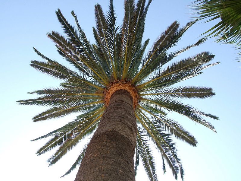 Palmboom by Mirjam Otto