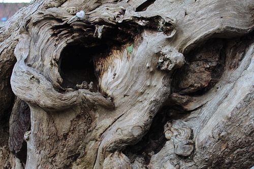 Speld in een boomberg