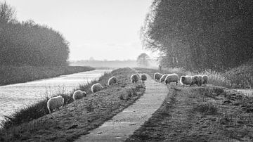 Sheep on the dike (BW)