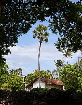 Insel Delft, Sri Lanka von Dilani Butink