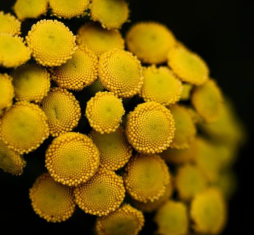 Boerenwormkruid - Tanacetum vulgare
