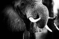 Drinkende olifant van Anja Brouwer Fotografie thumbnail