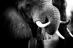 L'éléphant qui boit sur Anja Brouwer Fotografie