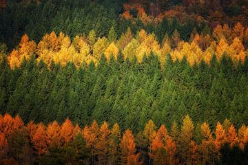 The Autumn Forest sur Harold van den Berge