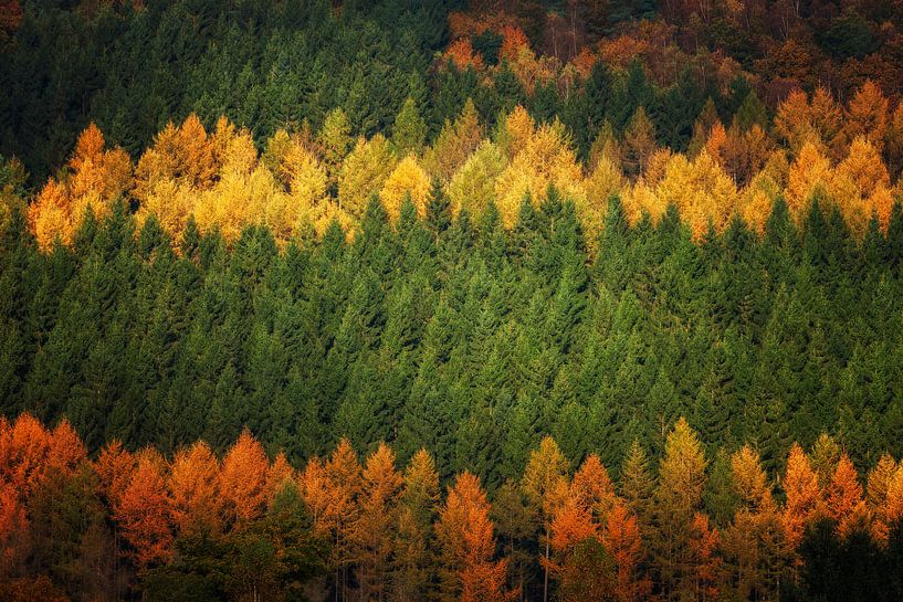 The Autumn Forest van Harold van den Berge