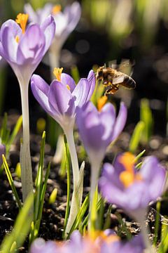 Krokus met bij