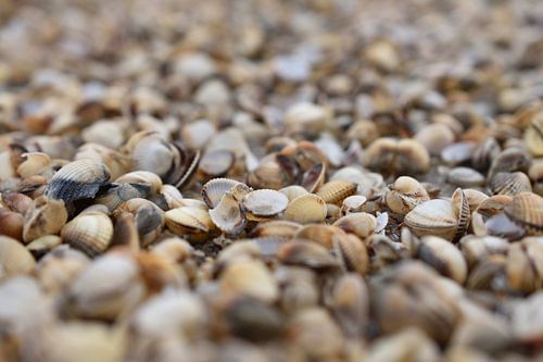 Shells on the beach